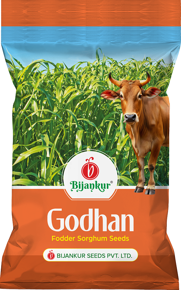 Godhan Fodder Sorghum